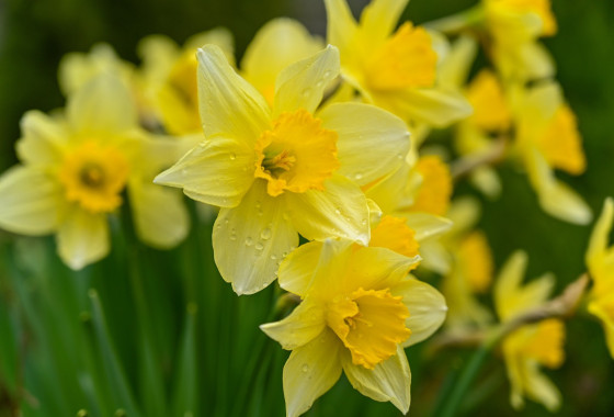 wild daffodils 7106921 1280