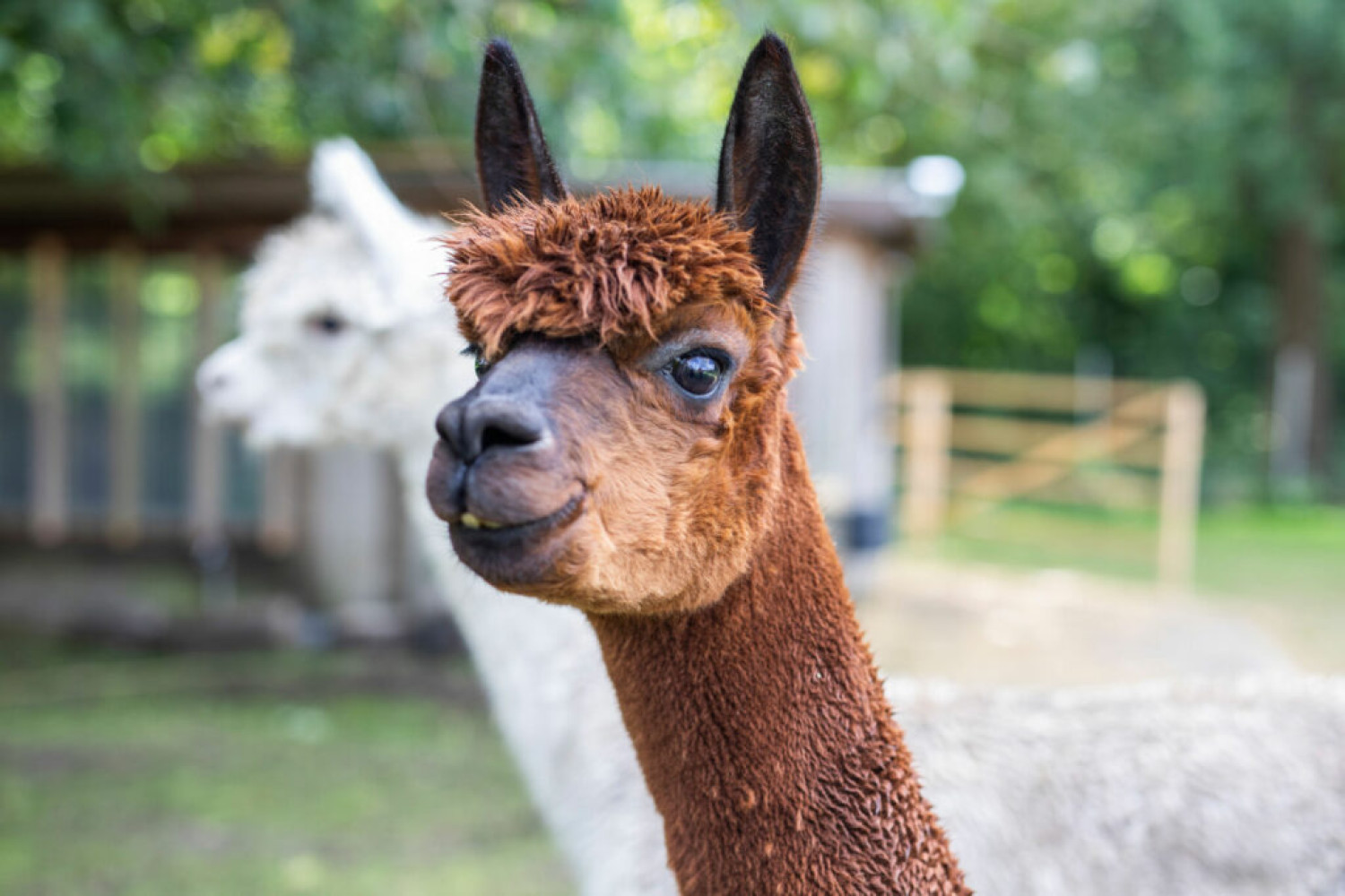 kopf von enyo 1024x683