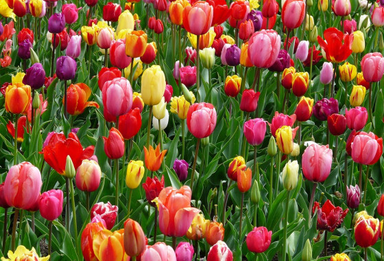 tulips 52125 960 720