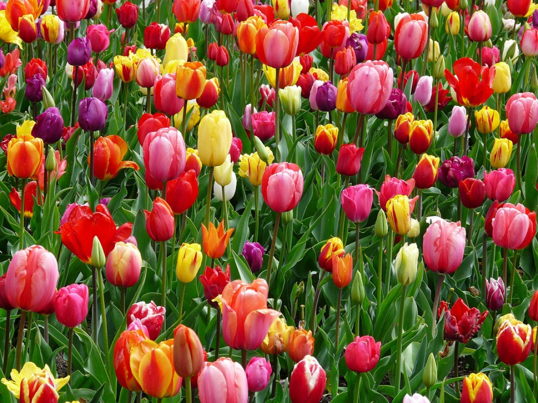 tulips 52125 960 720